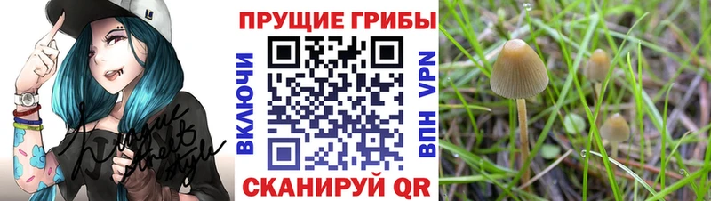 Псилоцибиновые грибы GOLDEN TEACHER Тында